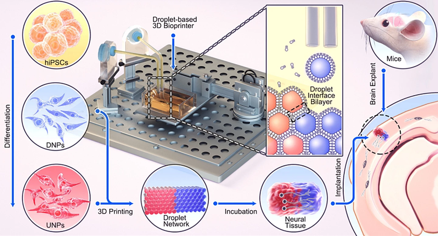 Diagram of the process from differentiation of the stem cells to implantation of the two-layered 3D-printed brain tissue