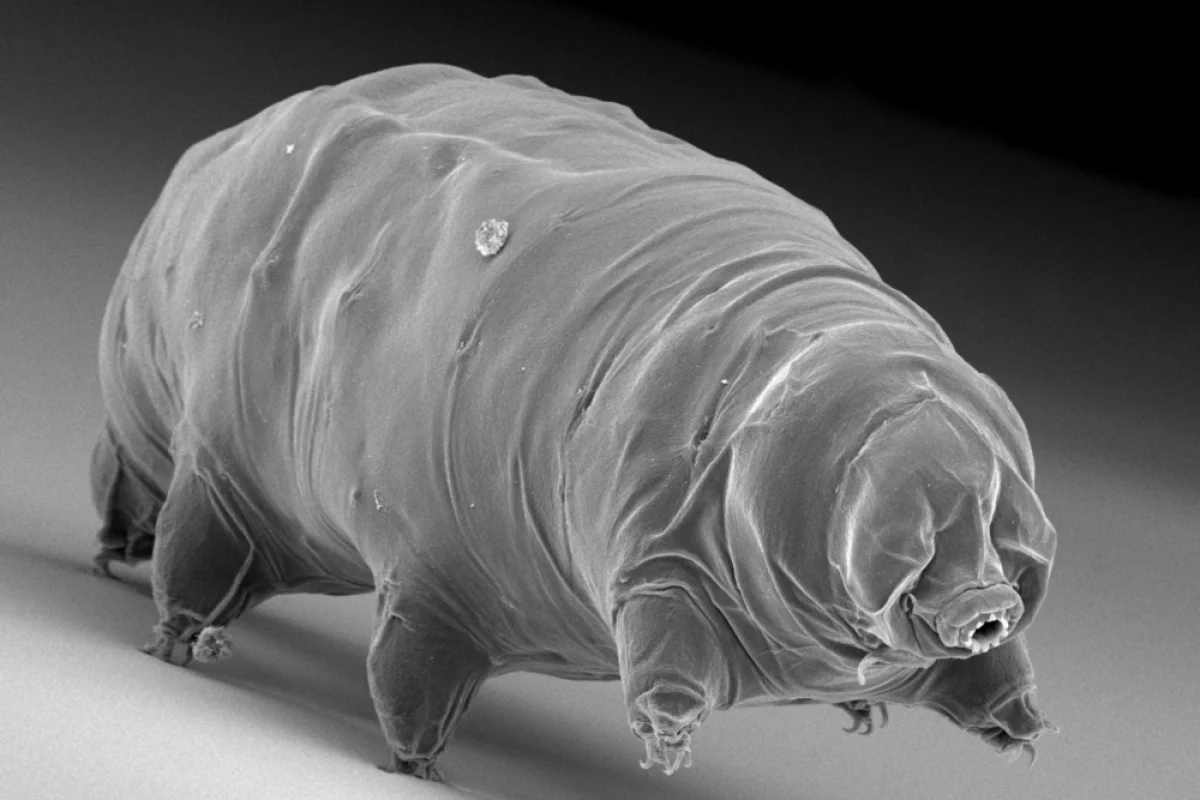 New research has found tardigrades halt their aging process when frozen