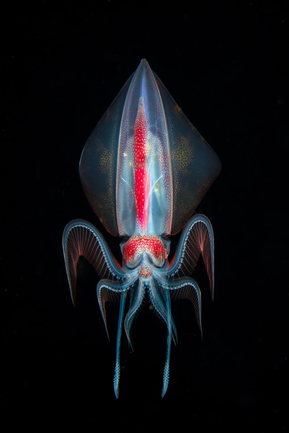 NATURE, SEALIFE, WILDLIFE PORTFOLIOWINNER: Marco Steiner, AustriaKuramathi, Rasdhoo Atoll, MaldivesThis photo of a Diamond Squid (thysanoteuthis rhombus) was taken during a blackwater dive in the open ocean late at night in very rough conditions in a depth of about 15-20m. To my knowledge this is the very first photo of a diamond squid taken in the Maldives. The rough ocean, strong currents and a school of silvertip sharks darting around made it hard to take photos on that dive.Nikon D810, 60mm lens, f16, 1/200 sec, ISO 320