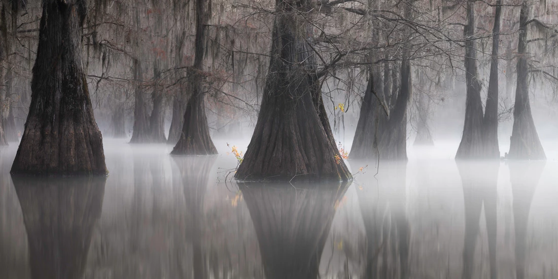 First Place - Open, Nature and Landscapes. Eternal Triangle. Southern Swamps, USA