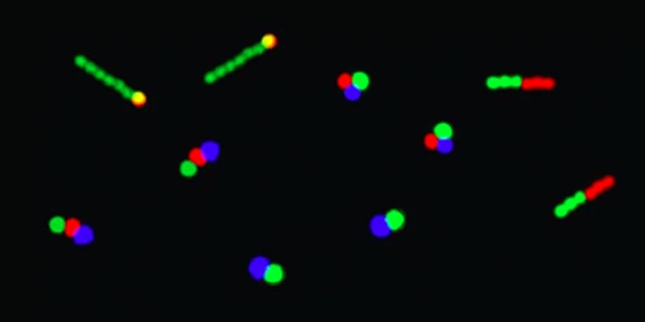 Some of the artificial molecules – the individual components are marked with different fluorescent dyes