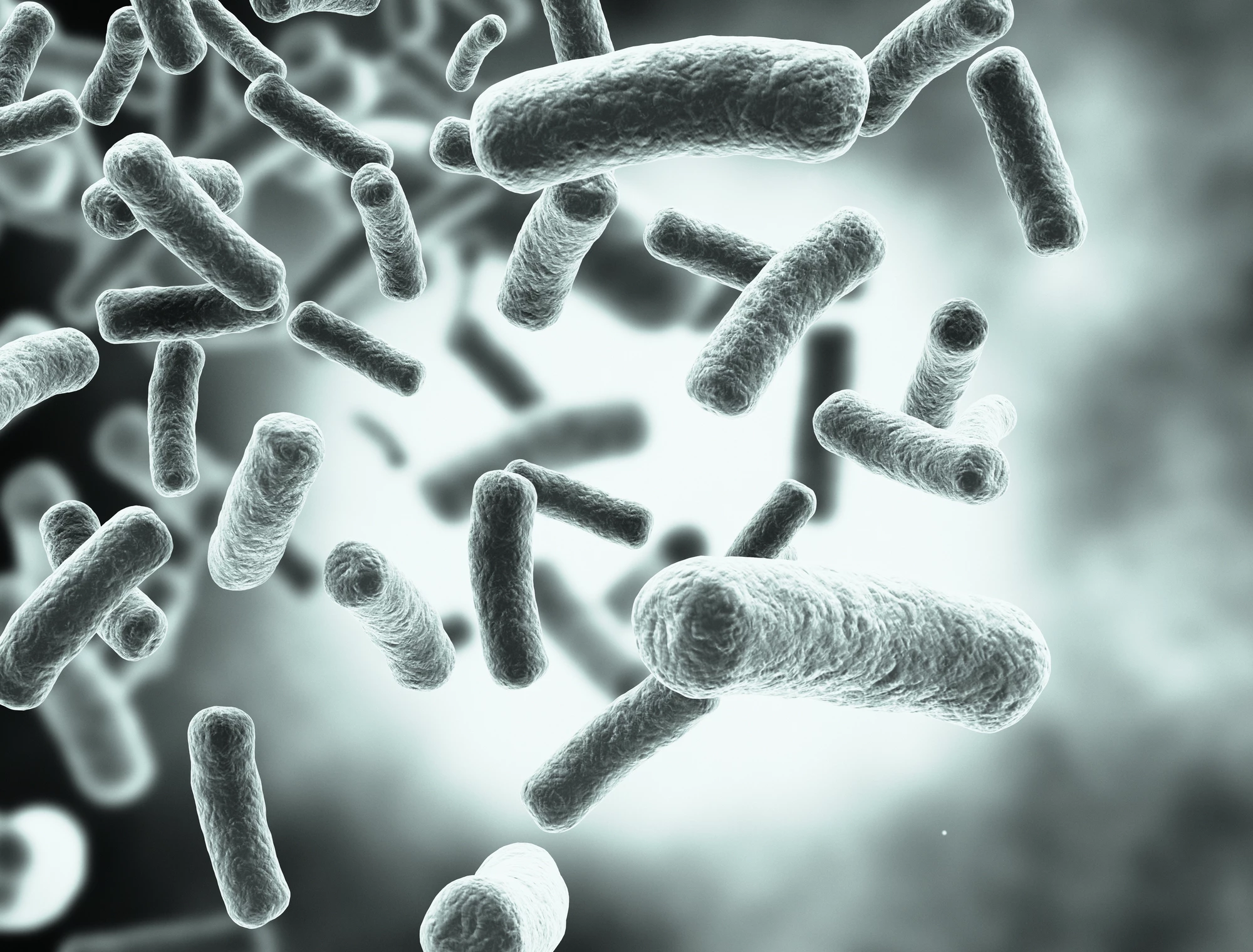 A new drug could help old antibiotics become effective again by drawing the attacks of superbugs