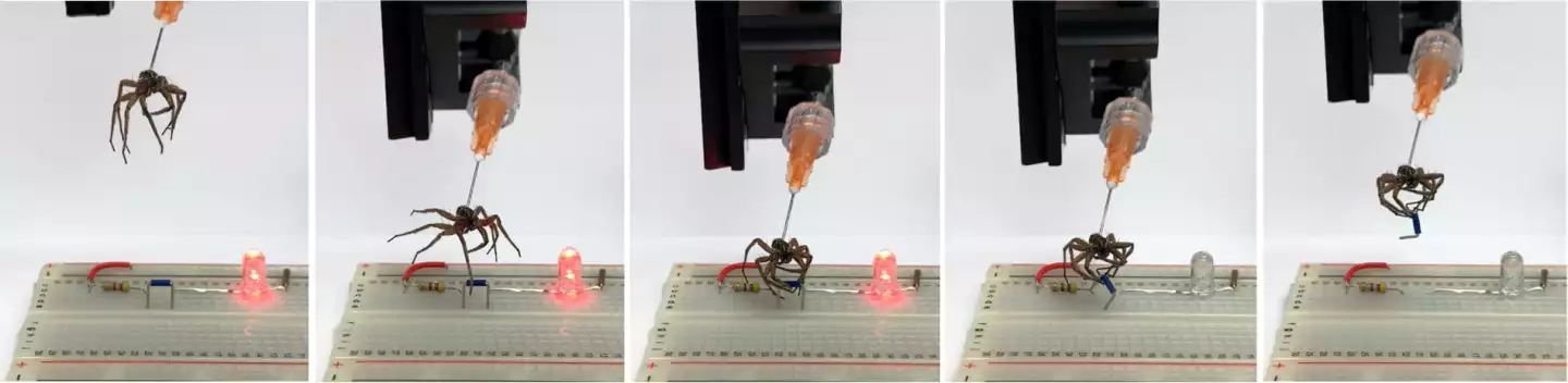 A necrobotic gripper is used to lift a jumper and break a circuit on an electronic breadboard, turning off an LED