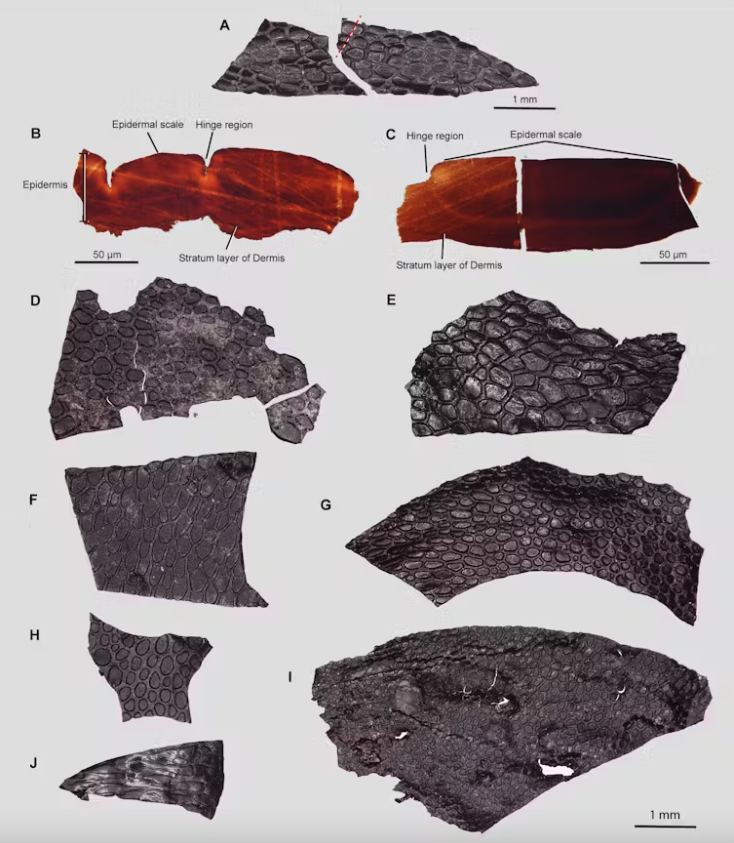 The different fragments of fossilized skin, showing the familiar reptilian scales