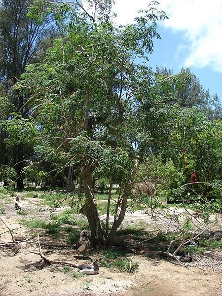 The Moringa tree, the seeds of which could purify drinking water for countless people around the world