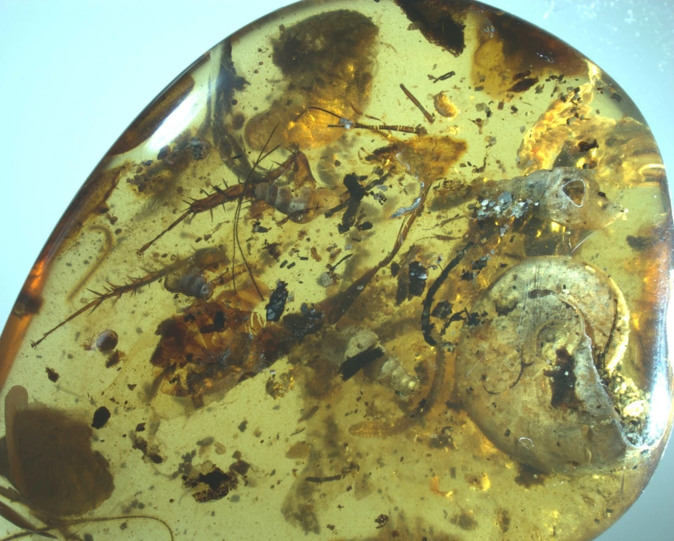 Researchers have discovered a piece of amber containing a strange mix of land-dwelling insects and sea creatures