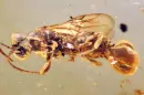 A specimen of the parasitic wasp, Sirenobethylus charybdis, preserved in amber