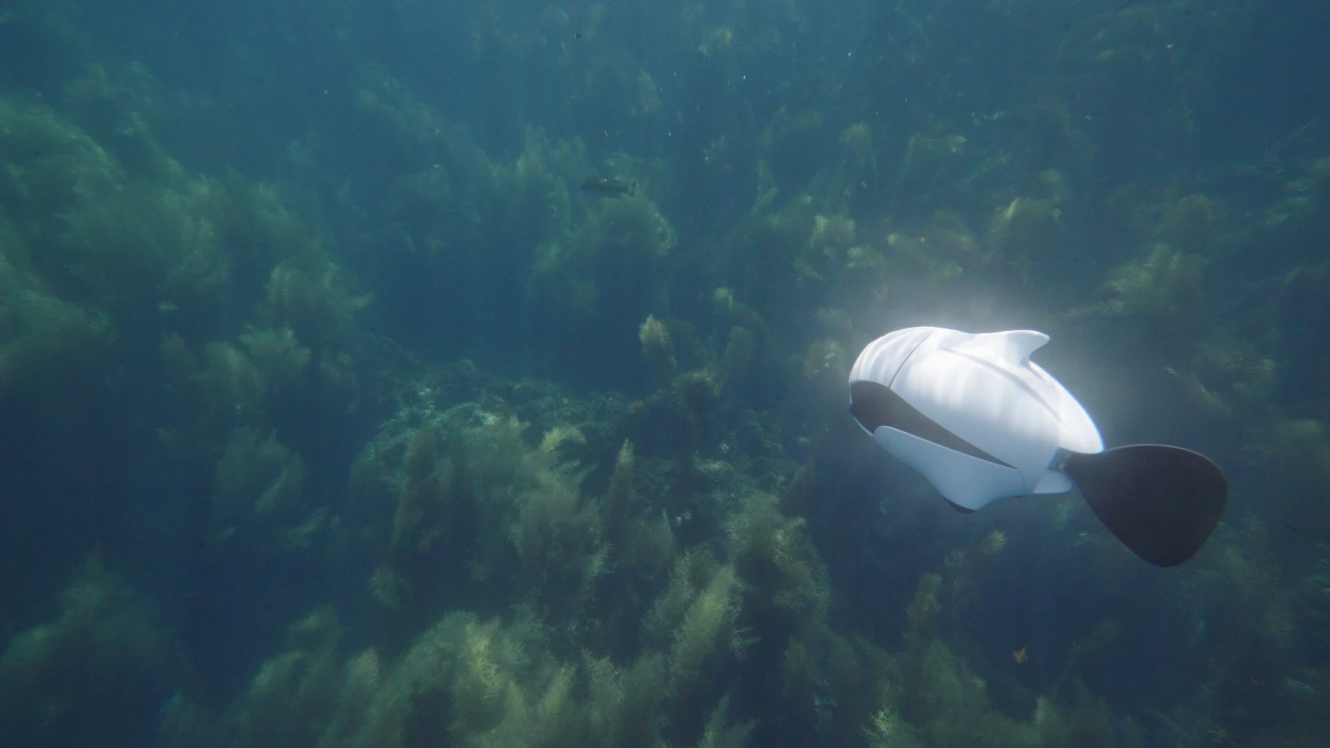 BIKI has a maximum dive depth of 196 ft (60 m)