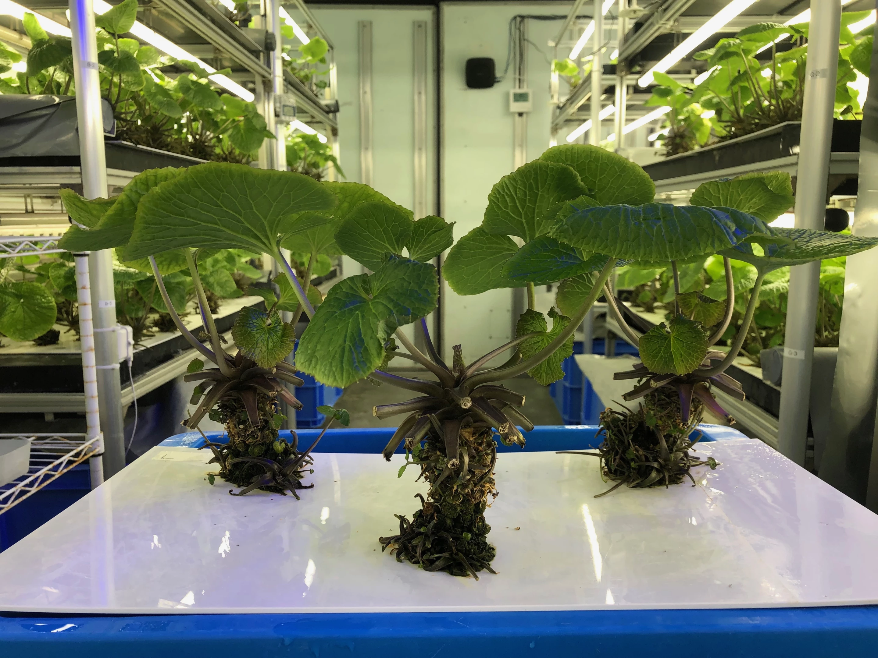 The Matsuma wasabi plant is native to Mazuma Village in Wakayama Prefecture, and is considered to be a high-quality variety