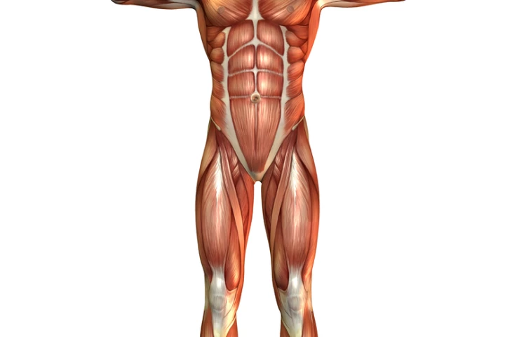 New technology is able to capture 3D images of muscle contractions in less time and more detail than was previously possible (Muscle Man image via Shutterstock)