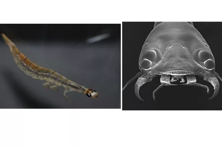 The sunburst diving beetle can teach us a thing or two about bifocal imaging