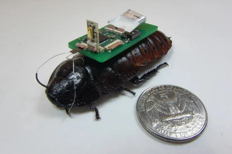 A cyborg cockroach developed at North Carolina State University