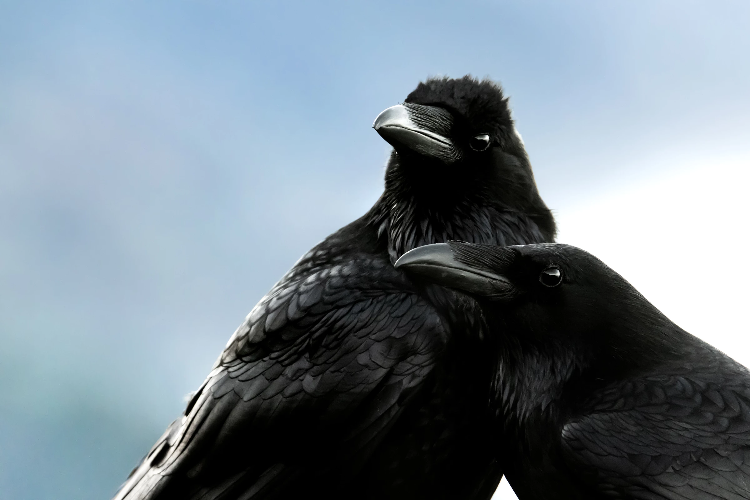 2025 Youth Honorable Mention, United States and Canada: Common raven (xxx) by Jake Hillygus (North Carolina, US)