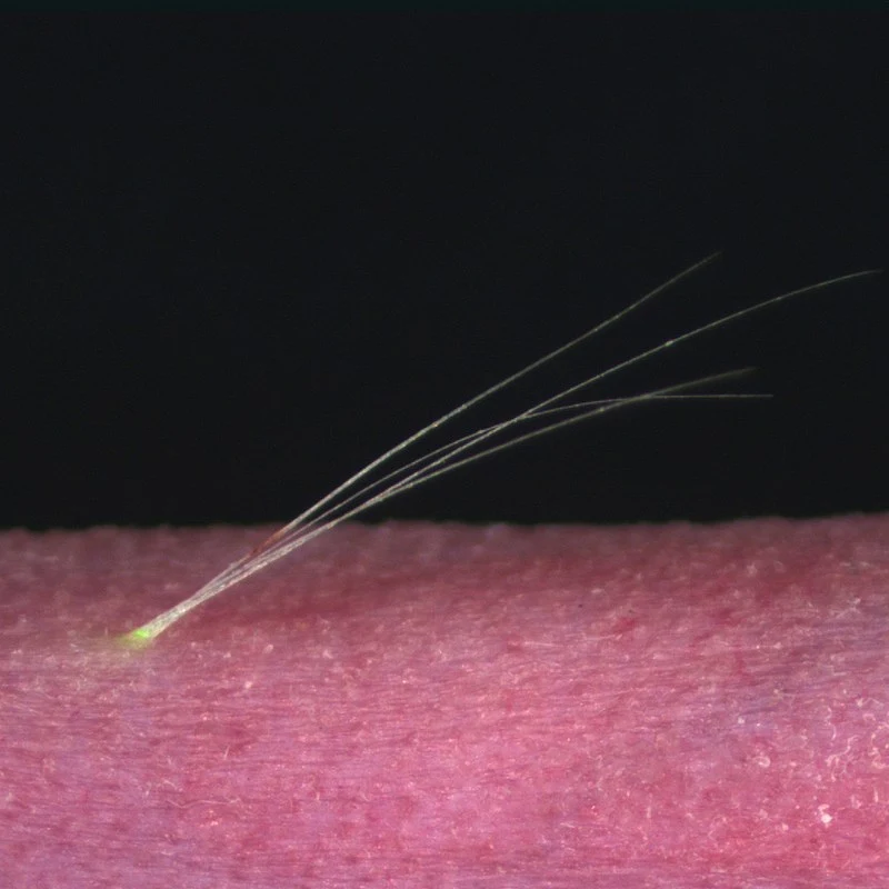 The observed growth of bioengineered hairs