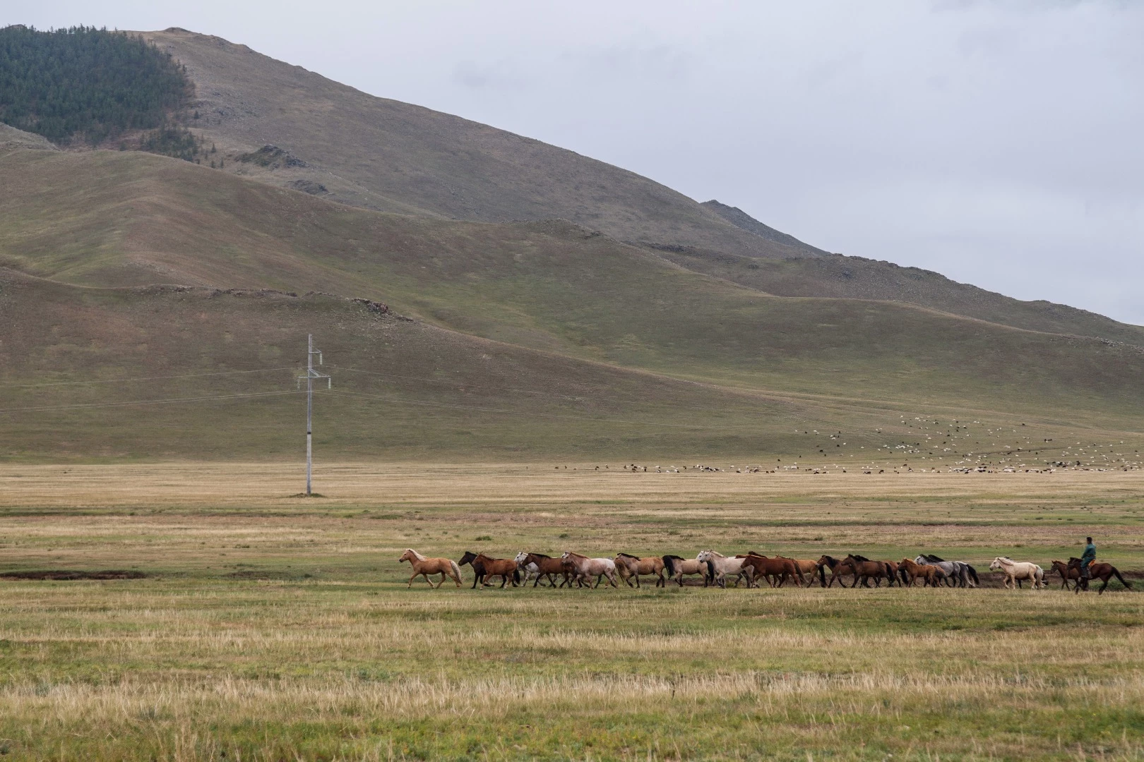 Herds of horses run through the plains, rarely accompanied by a herder. Somewhere near Nomrog