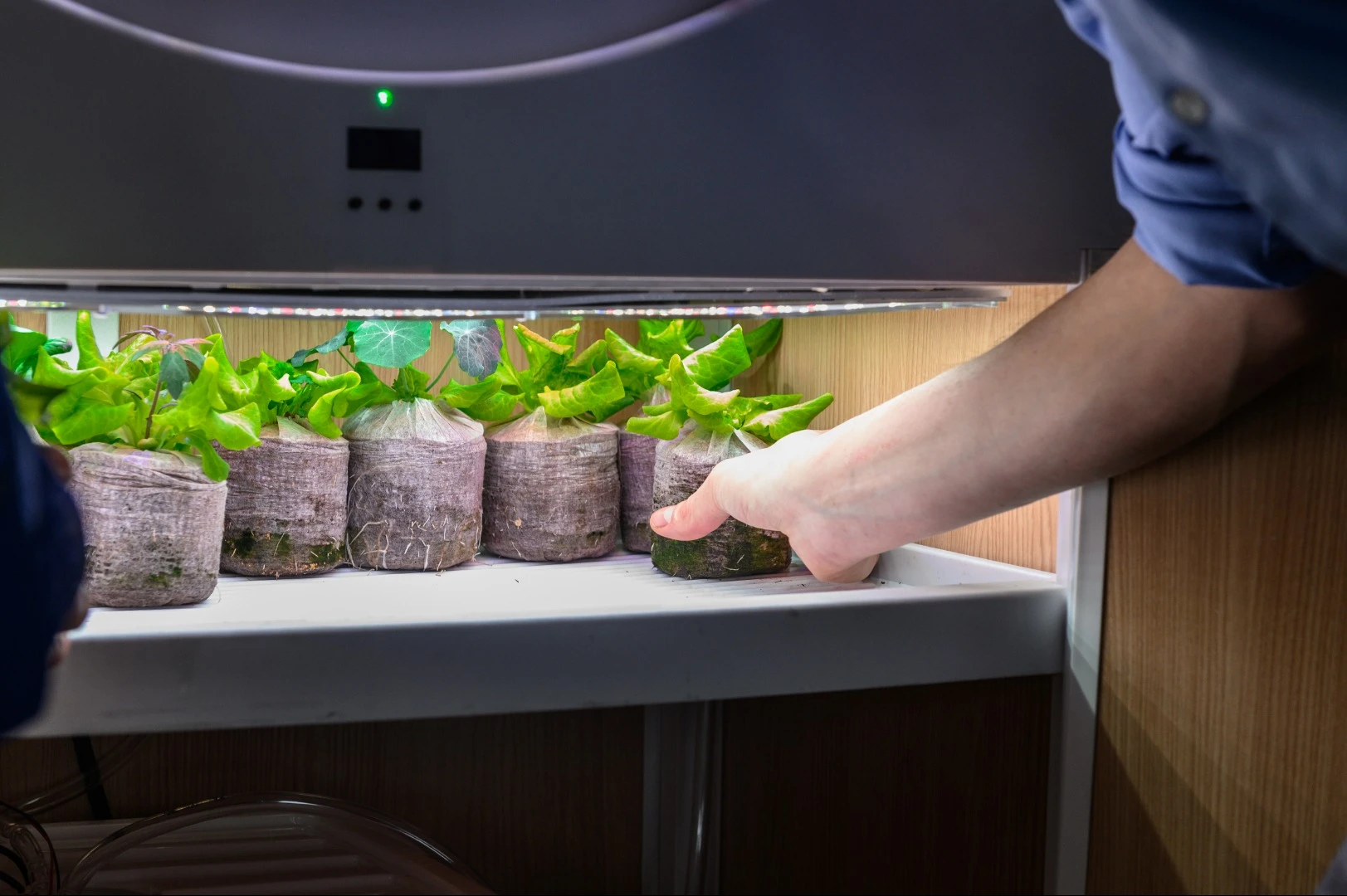 Seeds are germinated in the LED-lit nursery cupboard of the OGarden Smart