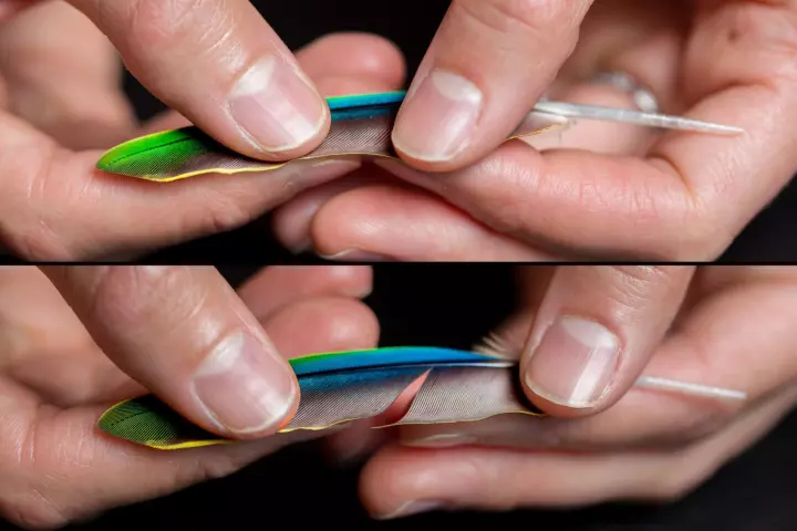 A feather's barbs are pulled apart, in a manner that was replicated using large-scale 3D-printed models