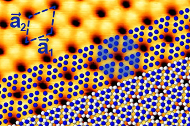 In blue phosphorus, the atoms arrange themselves in a honeycomb pattern like graphene, but buckled, thanks to the shape of the gold substrate underneath