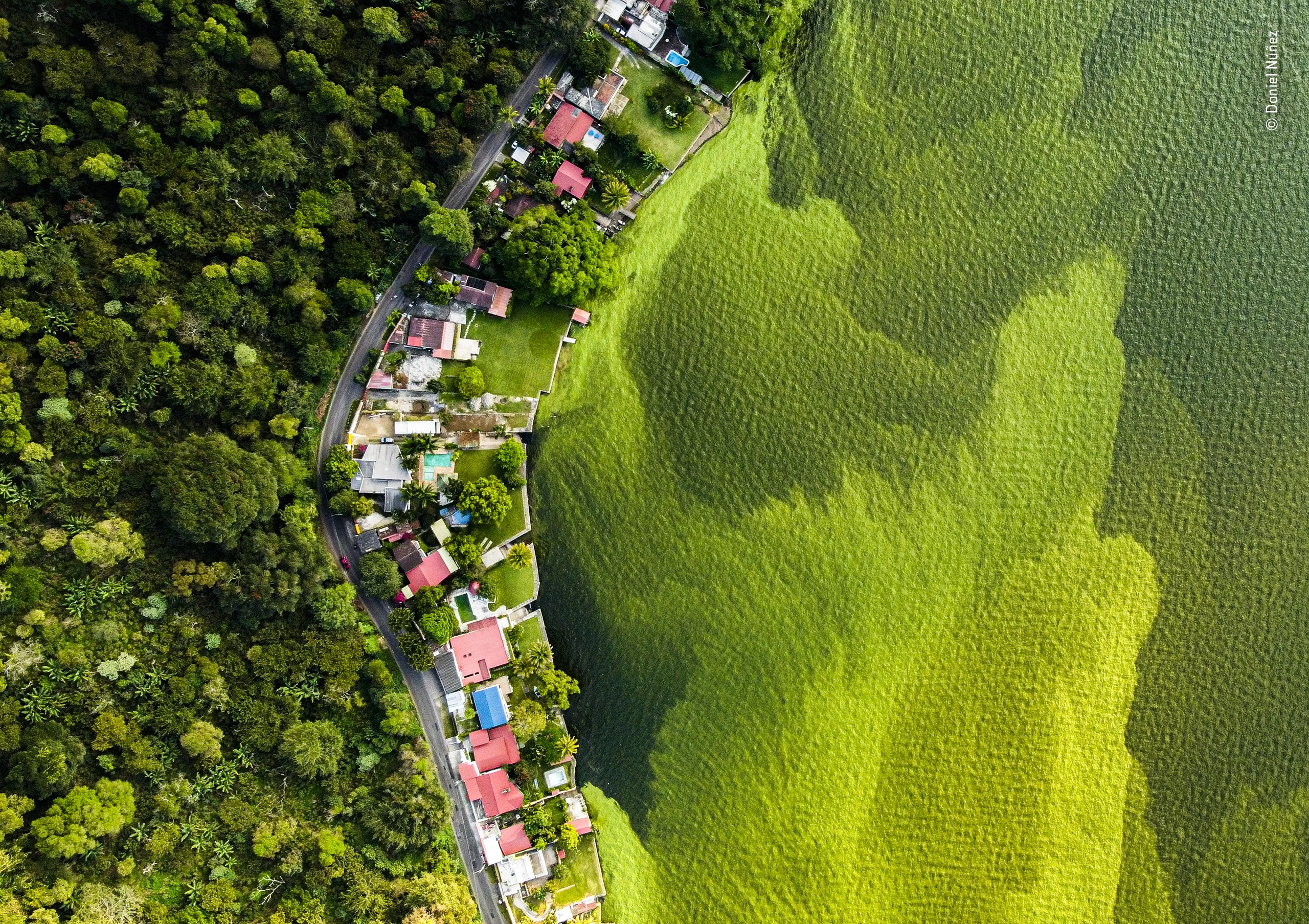 Winner, Wetlands - The Bigger Picture. The dying lake. The contrast between the forest and the algal growth on Lake Amatitlán, Villa Canales, Guatemala