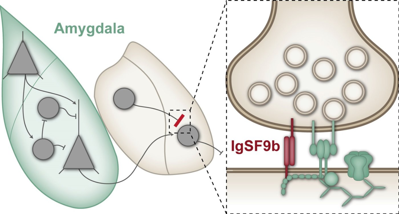The protein IgSF9b builds "bridges" across inhibitory synapses, which can cancel out the important inhibitory effect and increase anxiety