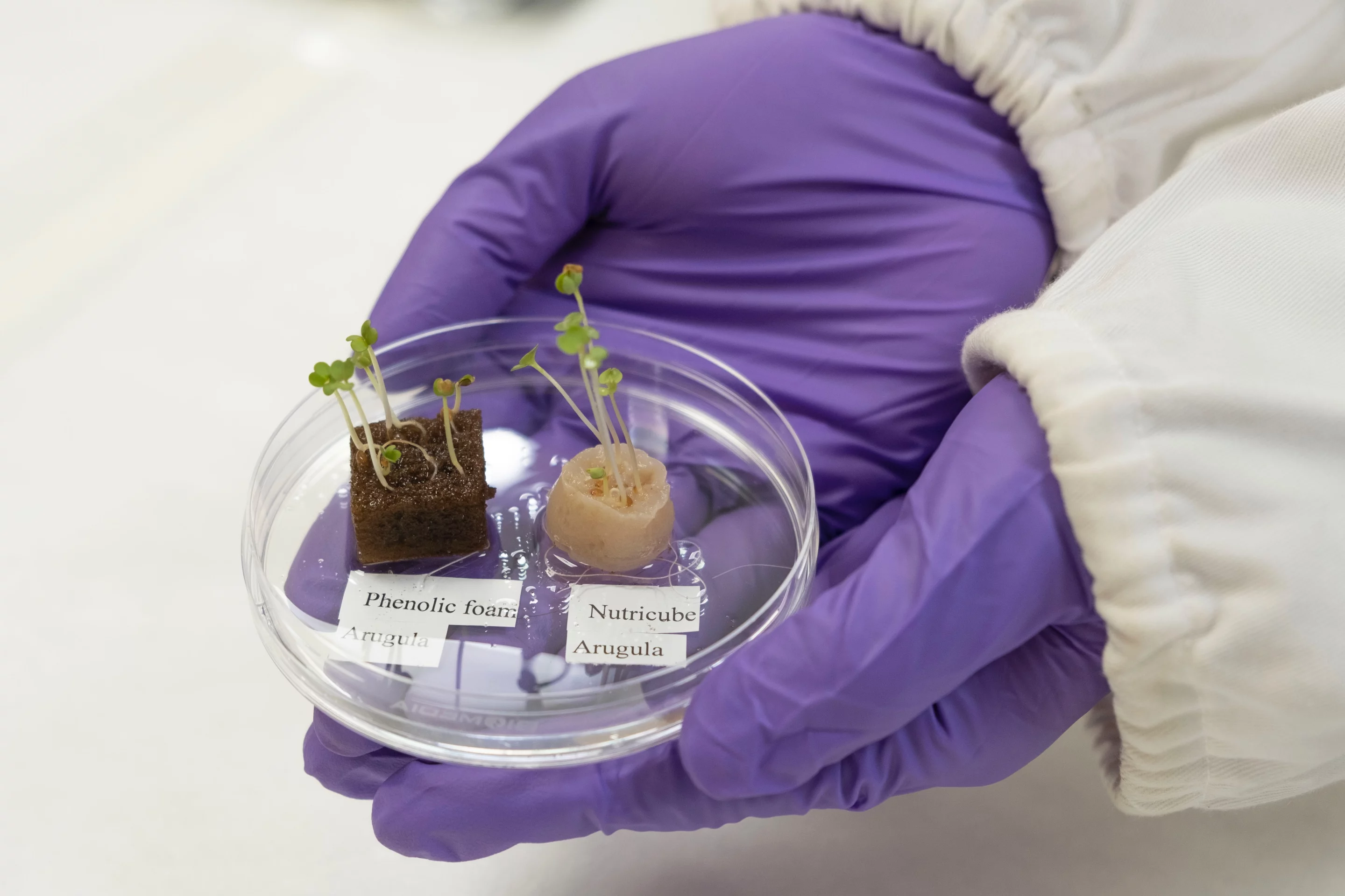 One gram of hair can produce three blocks of the growth medium (right), each one measuring 1.5 x 1.5 x 3 cm (0.6 x 0.6 x 1.2 in)