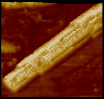 50 nm in high image showing the nonowires developed by CNRS. Each grain corresponds to a molecule (Photo: © M. Maaloum, ICS (CNRS))