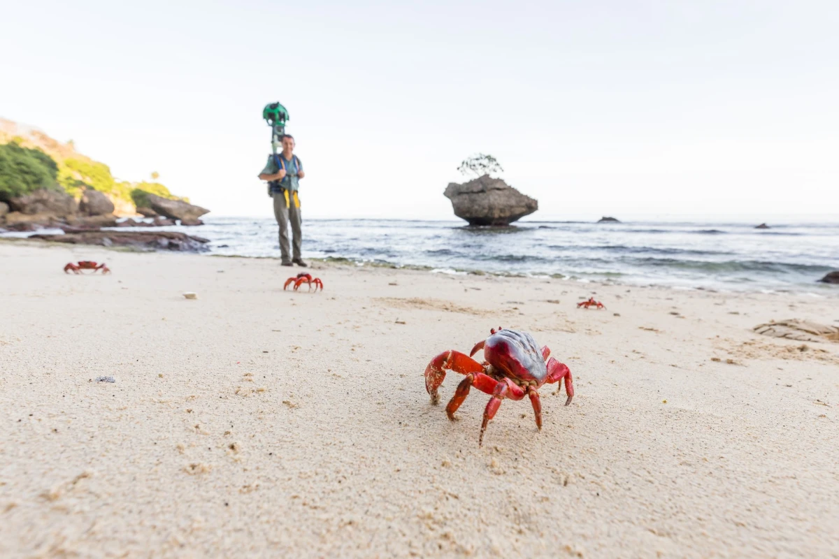 The red crabs of Christmas Island partake in a spectacular, millions-strong migration in December each year