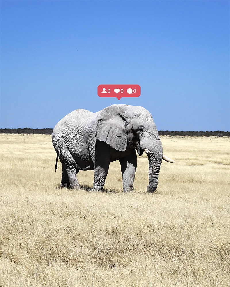 Nominee, Conceptual, Amateur. 'Extinction - No One Left to Follow'