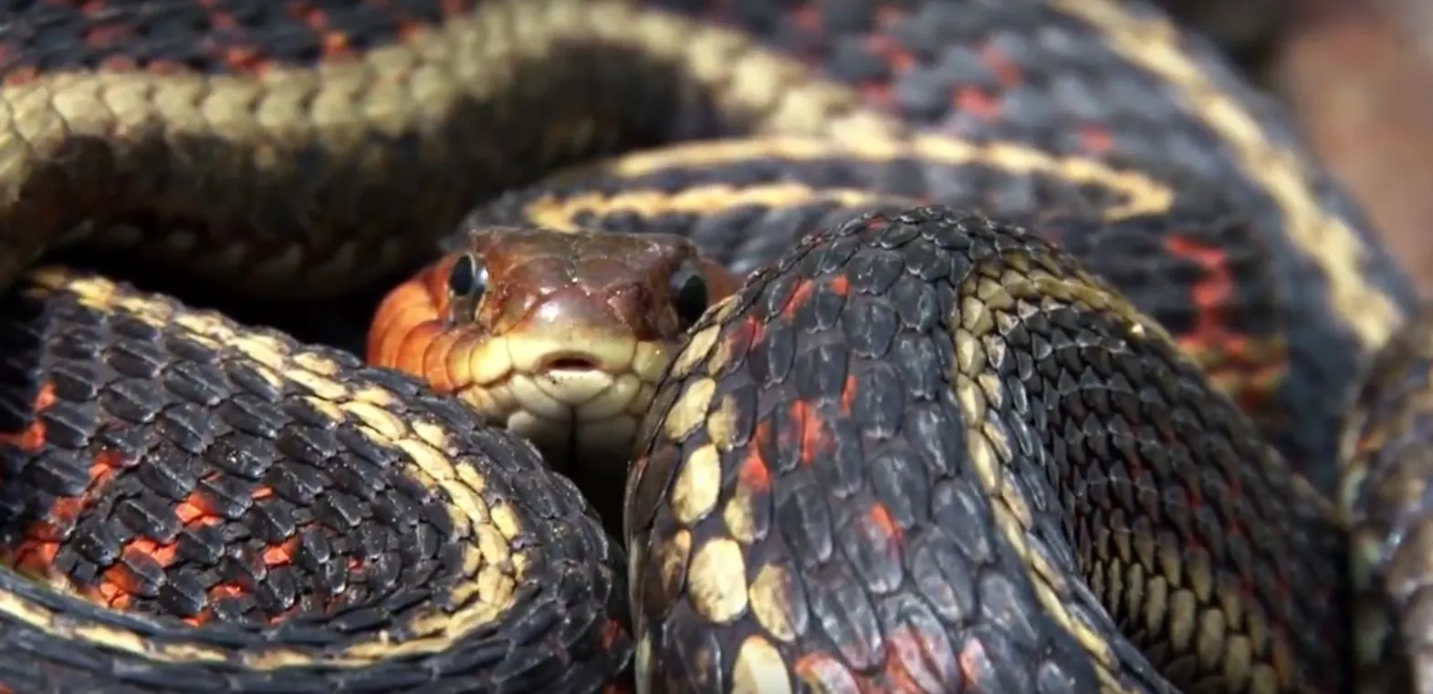 Freiburg University is developing an hydrophobic material that repairs itself by shedding its skin like a snake