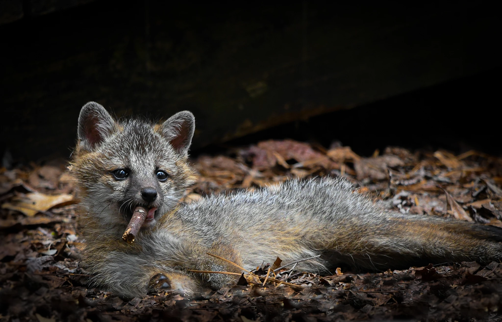 "Excuse me sir but I think you're a little too young to be smoking" : Grey Fox, Virginia, USA