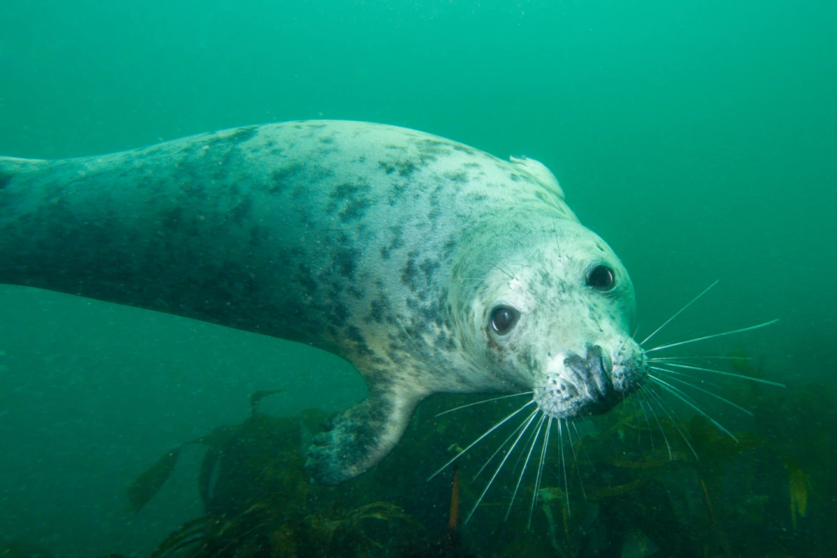 The idea of seals clapping may not seem all that surprising, but it has never been observed underwater in the wild before