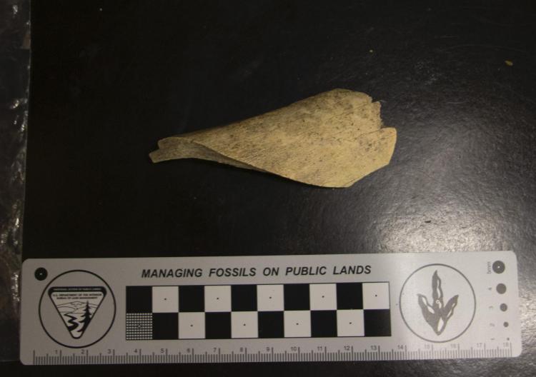 A bone fragment found in Serbia dating back to around 25,000 to 45,000 years ago