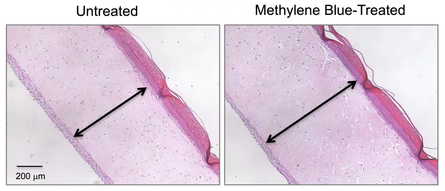 The artificial skin treated with methylene blue on the right shows a thicker epidermis than the untreated sample on the left