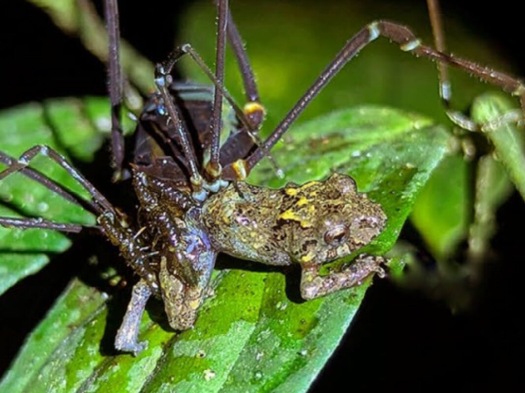 Daddy longlegs seen catching and eating frogs in astonishing first