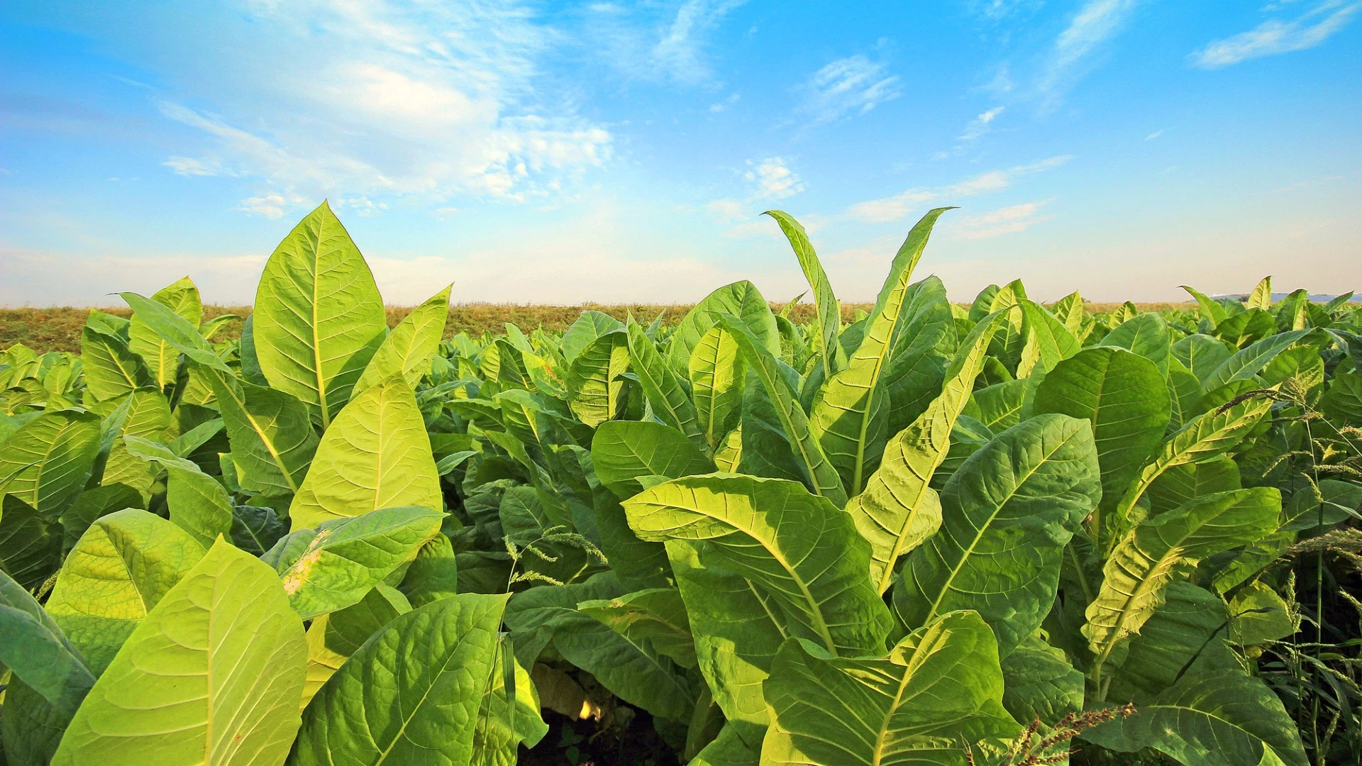A newly developed RNA spray could help farmers keep pests and viruses away from their crops without resorting to harmful pesticides or costly GMO techniques