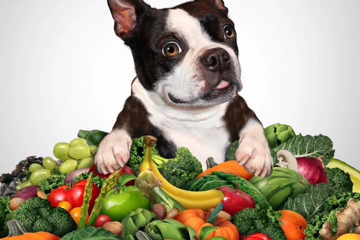 The study compared the nutritional content of a large assortment of meat-based and plant-based dog foods