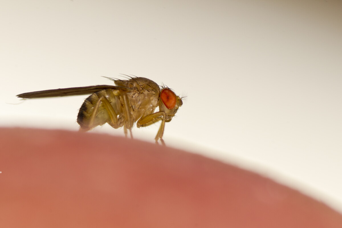 A new study has made fruit flies that are essentially remote-controlled
