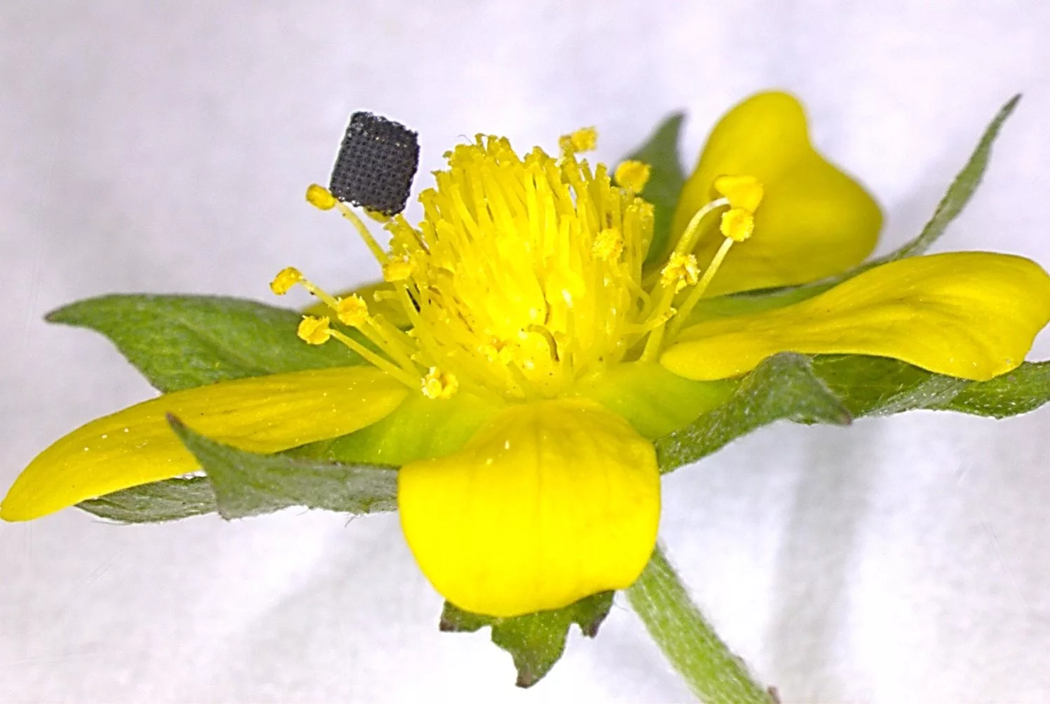 The new technique allows graphene aerogel to be 3D printed into a wider variety of shapes