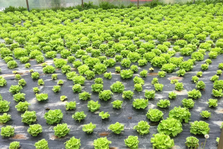 A lettuce crop, pictured after "biodisinfestation" via the bagasse/rapeseed cake/manure mixture