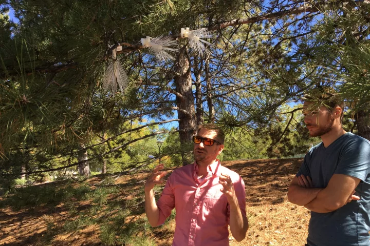 Study authors Peter Lippert (left) and Grant Rea-Downing with their artificial pine branches, during testing for low-cost passive air quality monitors