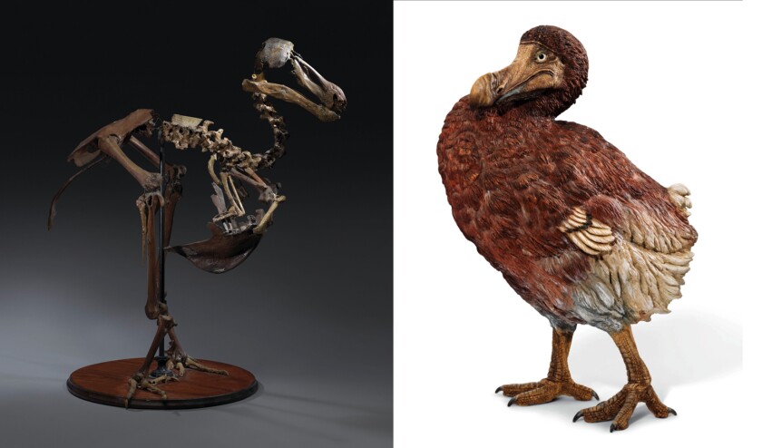 The only complete Dodo skeleton to have been assembled in the 19th century sold for $623,702 at Christie's