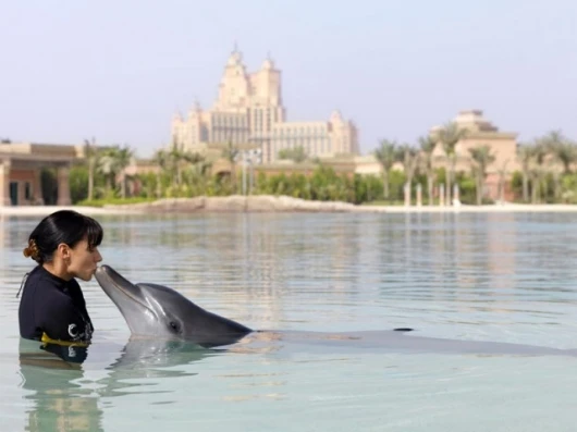 Interacting with dolphins