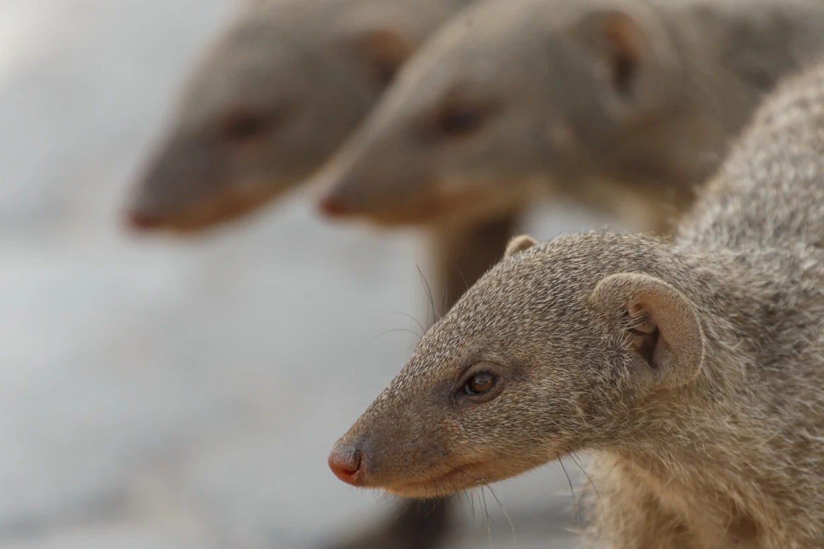 Banded mongooses: The vikings of the animal world?