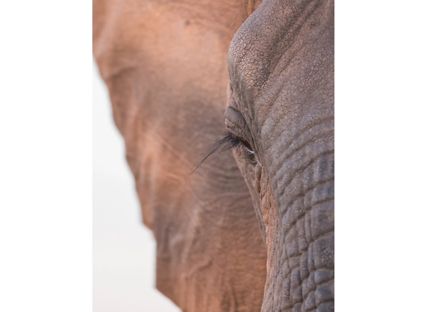 A judge's pick, An Elephant's Eyelash
