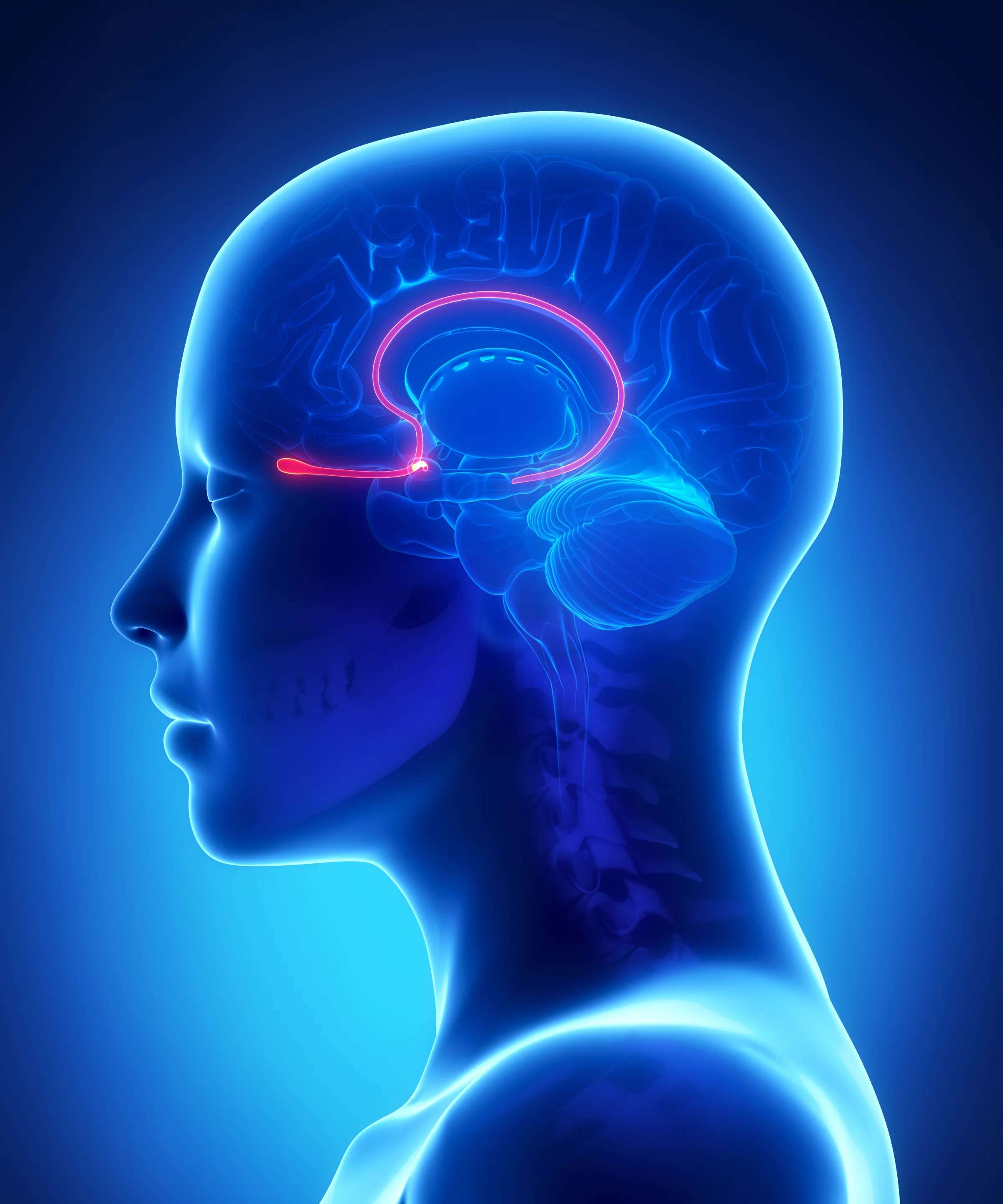 The study involved stimulation of the olfactory bulb, depicted here as the bulb visible behind the eye