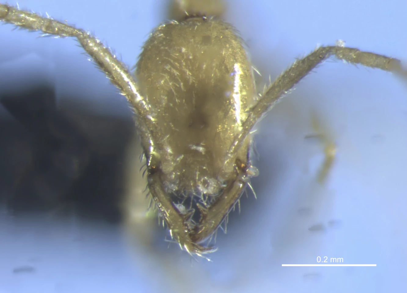 One of the Leptanilla voldemort specimens, with its presumably prey-seizing jaws
