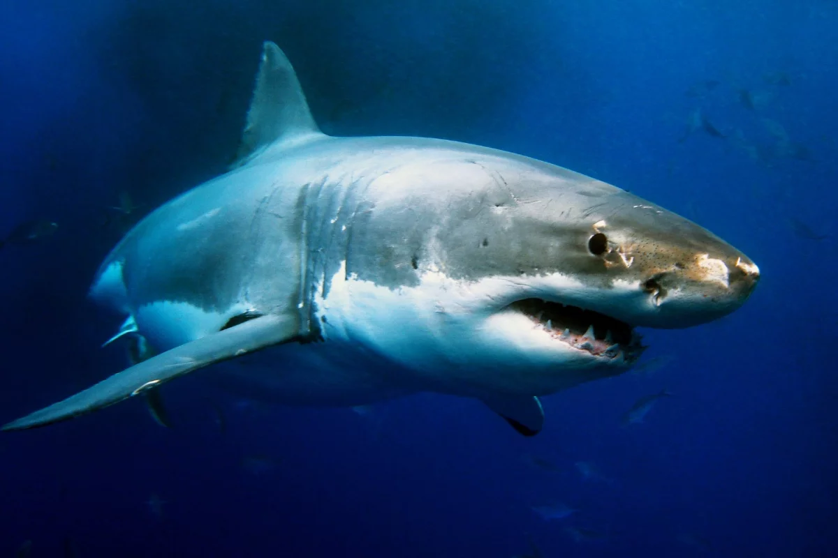The genome of the great white shark has been sequenced