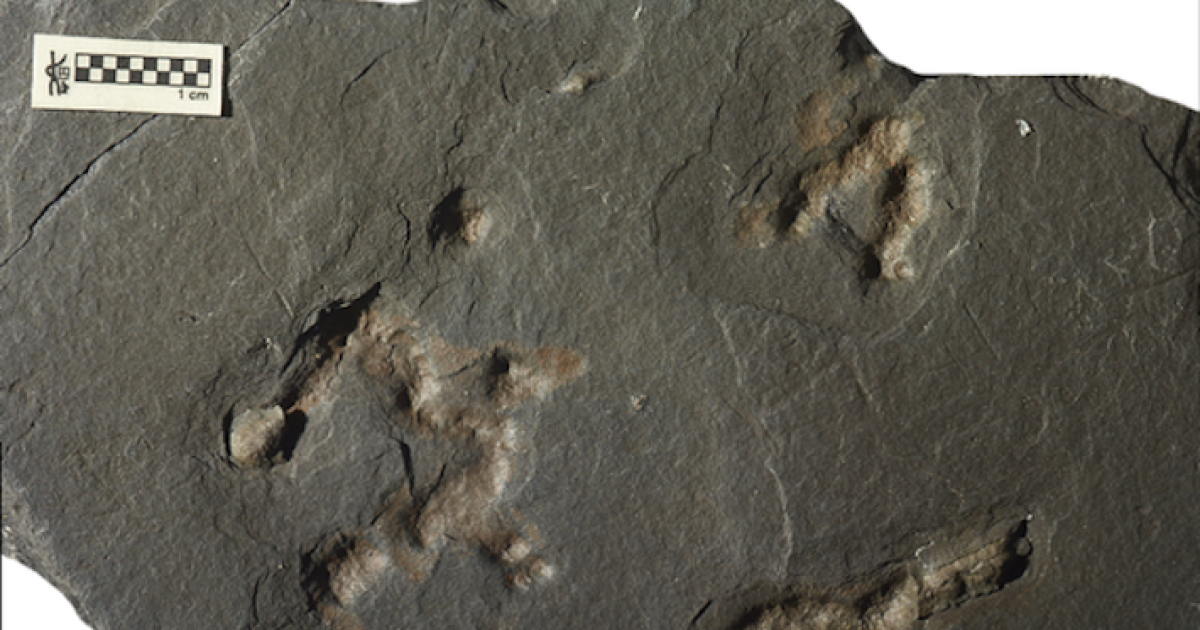 Two billion-year old fossils reveal earliest evidence of living locomotion