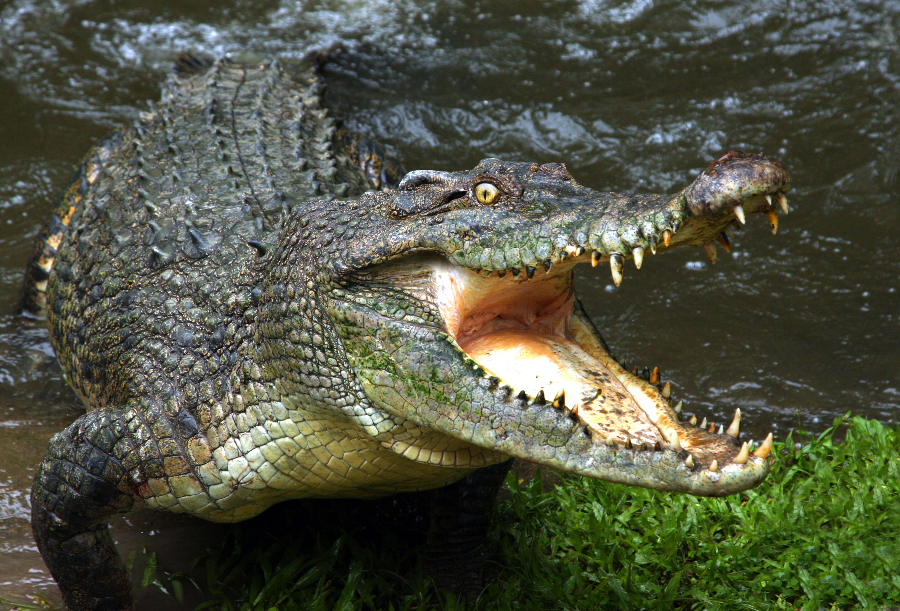 Crocodile's secret weapon against deadly infections could help save us