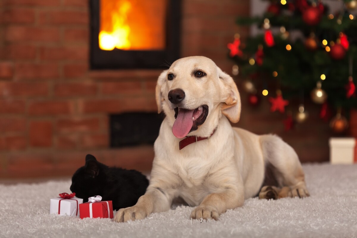 The best gifts for pets and pet lovers 2016